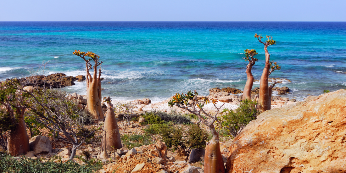 Socotra